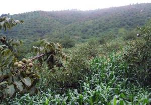 特大型生物天然氣工程在云南大理試運行 預(yù)計3月投入生產(chǎn)