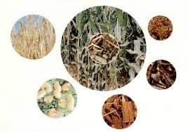 赫梅利尼茨基完成烏克蘭第一座熱電生物發(fā)電廠(chǎng)的建設(shè)