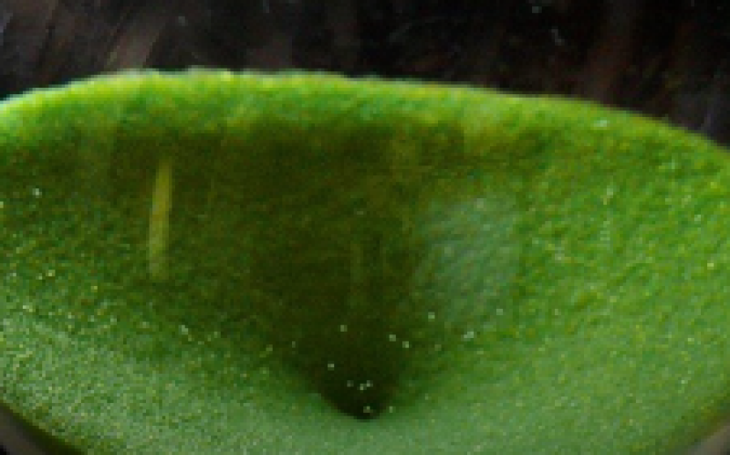 美國電力公司(AEP)宣布開發風力發電場，名為Wind Catcher